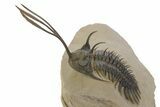 Spiny Trident Walliserops Trilobite - Foum Zguid, Morocco #353101-2